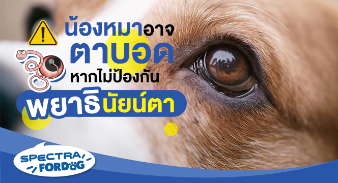 น้องหมาอาจตาบอด หากไม่ป้องกันพยาธินัยน์ตา